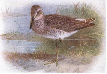 Andarríos bastardo, de Aves de las Islas Británicas y sus Huevos publicado por Frederick Warne & Co Ltd, 1958