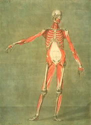 Sistema muscular profundo del frente del cuerpo, lámina 5 de un curso completo de anatomía con texto de Jadelot, grabado por el artista, publicado en 1773