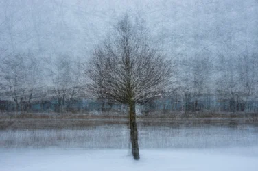 El árbol de los sueños de invierno