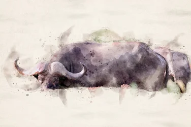 Acuarela de un búfalo africano