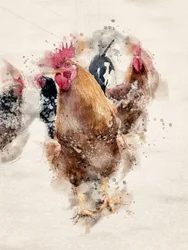 Gallos de la granja, pintados en acuarela