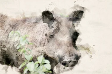 Retrato de un jabalí verrugoso en acuarela