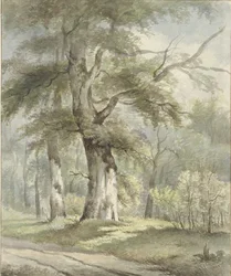 Vista del bosque