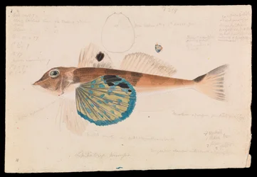 Gurnard Mariposa, Lepidotrigla vanessa
