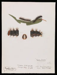 Oruga, Epicoma contristis, Teara tristis