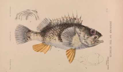 Perca Oceánica, Helicolenus percoides