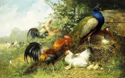 Aves de corral y pavos reales, 1899