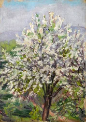 Flor de Almendro