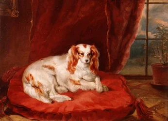 Un Cavalier King Charles Spaniel acostado en un cojín rojo