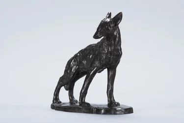 Coyote alerta