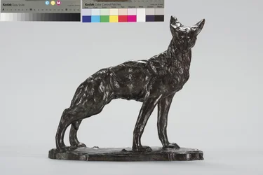 Coyote Alerta