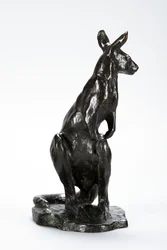 Canguro