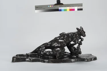 Canguro y perro