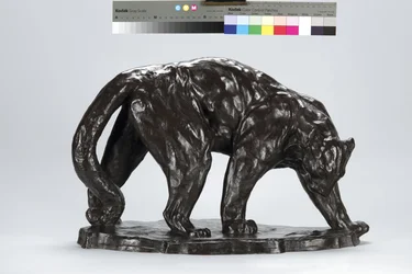 Gran puma oliendo rastro de buey