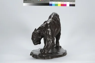Gran Puma Oliendo Rastro de Buey