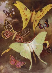 Hermosas mariposas: varias polillas, con la polilla más maravillosa del mundo, de Madagascar
