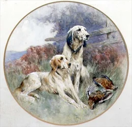Una pareja de setters vigilando a un urogallo