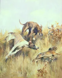 Galgos dando caza (gouache sobre papel)