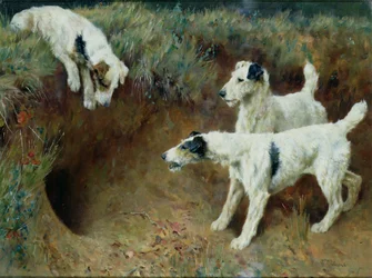 Zorros terriers de pelo duro junto a un conjunto de tejones