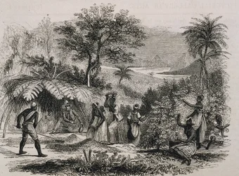 Plantación de café en Brasil (grabado)
