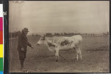Vaca - Welser piebald