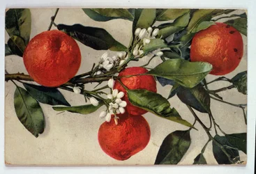 Naranjas, postal