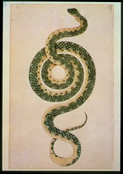 Serpiente (grabado)
