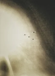 Aves surcando el cielo