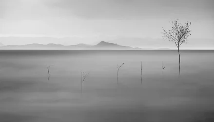 Lago Misty y el Árbol Solitario