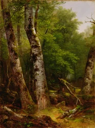 Abedules y arces, 1855