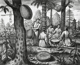Frutas chinas (Arbor polomie, papaya china), grabado de monumentos chinos