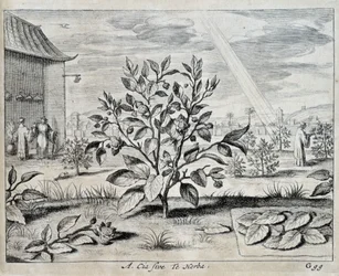 El camelia - en "China" por Athanase Kircher (o Athanasius Kircheri)