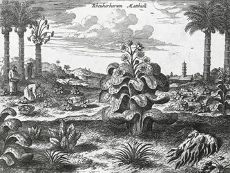 Planta de ruibarbo, grabado de monumentos de China