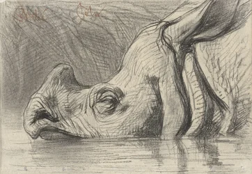 Cabeza de rinoceronte medio sumergida en el agua