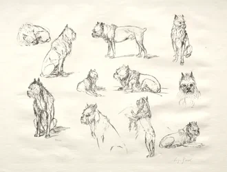 Estudio de perros