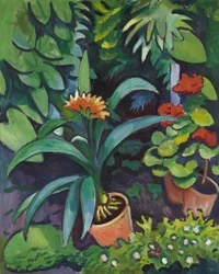 Flores en el jardín, clivia y pelargonium.