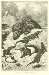 Una camada de caimanes eclosionando
