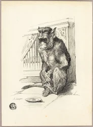 Mono mendigo