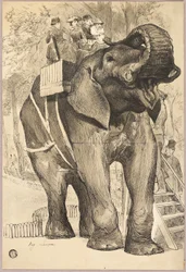 Elefante con jinetes