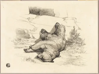 Oso ruso