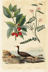 Cormorán, cereza de Cornelia y veza escorpión.,1834-1839 (grabado)