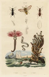 Gusano de la pluma, polilla del avispón y escarabajos.