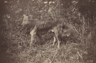 Estudio de un perro, finales de 1870