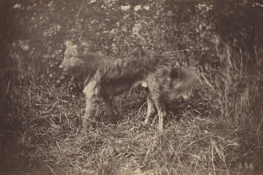 Estudio de un perro, finales de la década de 1870 (foto)