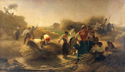 Trillando colza en los campos de Lille