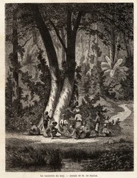 La recolección de Siri, o betel, cuya hoja recubierta de cal es esencial para la producción de Chic local. Dibujo de M. de Molins, para ilustrar su viaje a Java