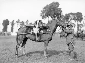 Un soldado australiano, 244 Conductor F W Stephenson, 2º Batallón de Ametralladoras Australiano, con un caballo de carga cargado con una ametralladora en la Escuela de Entrenamiento de Carga Australiana en Morbecque, 29 de agosto de 1917