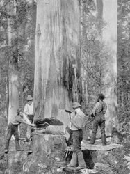 Tala de un árbol de eucalipto azul en el bosque de Huon, Tasmania, c.1900, de 