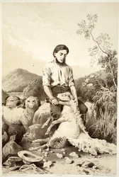 Esquila de ovejas, de La Historia de Australasia por David Blair, McGrady, Thomson y Niven, 1879