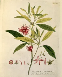 Botánica: "Anís estrellado" (Illicium anisatum) Placa del "Medicinalium secundum Linnaei digestarum" de Joseph Jacobi Plenck (1735-1807) 1788-1803